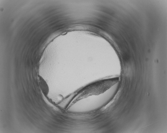 X0000065261433200603131151