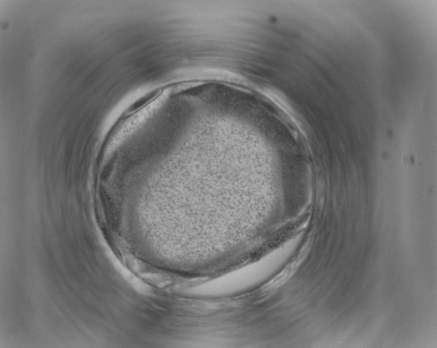 X0000065261438200603131151