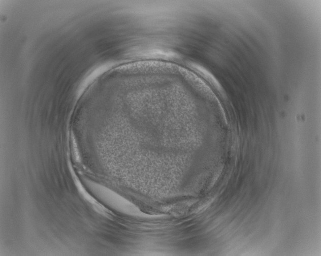 X0000065261439200603131151