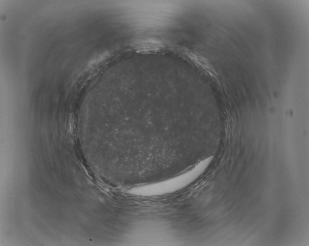 X0000065261445200603131150