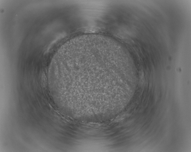 X0000065261446200603131150