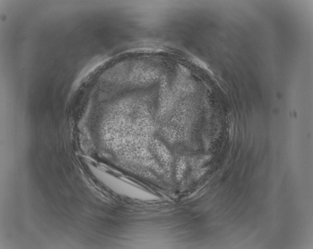 X0000065261448200603131150