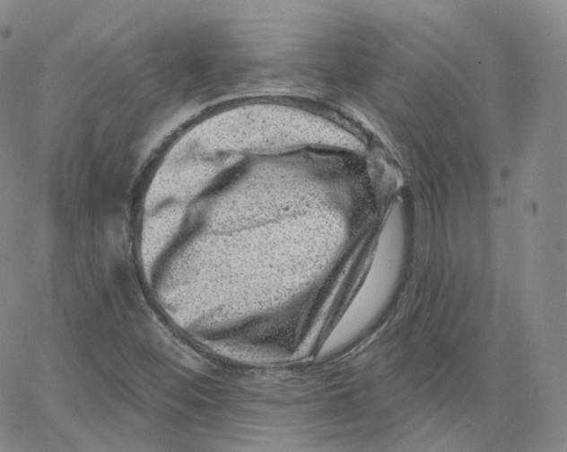 X0000065261452200603131150