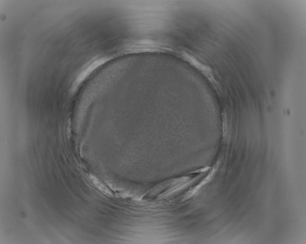 X0000065261453200603131150