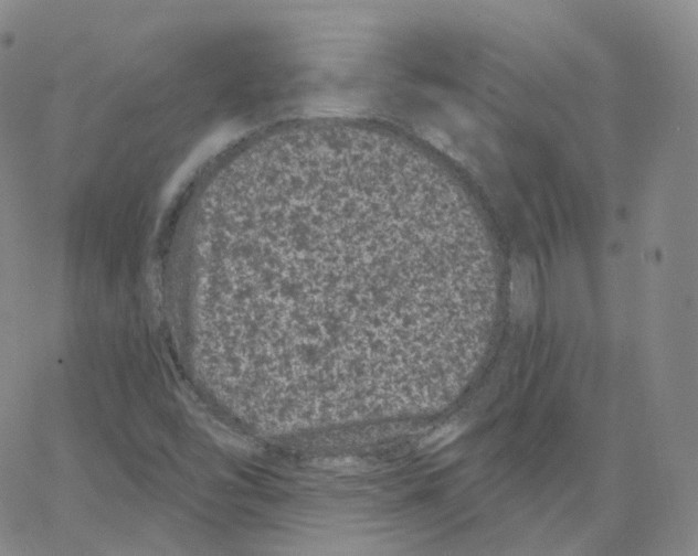 X0000065261454200603131150