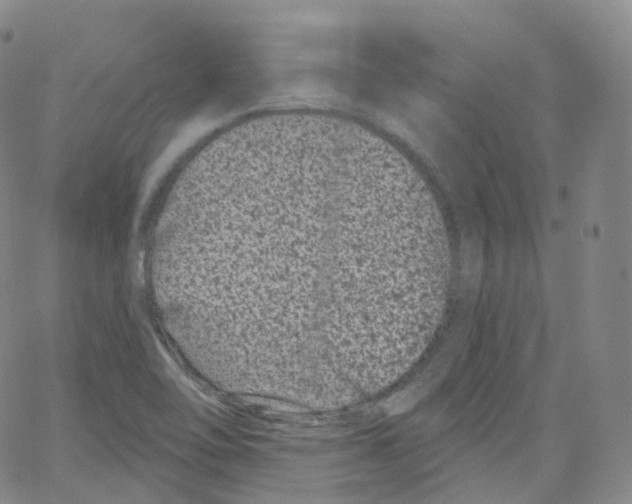 X0000065261462200603131150