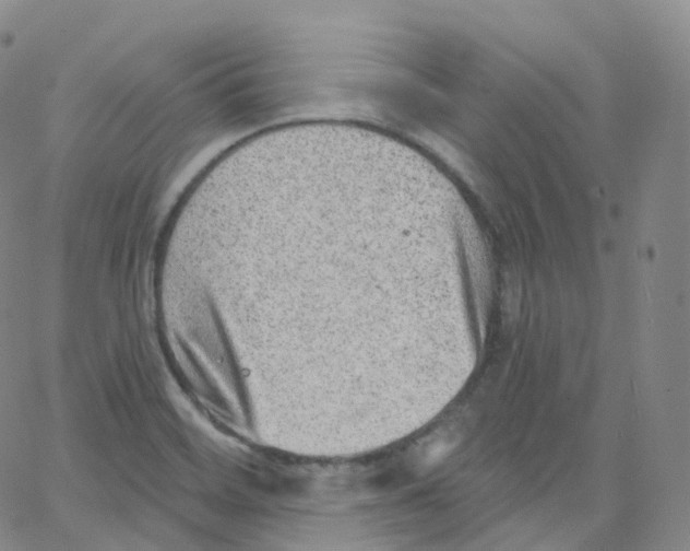 X0000065261468200603131150