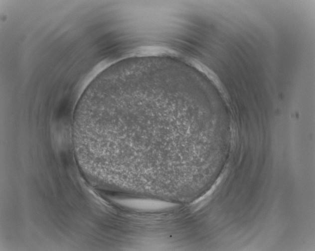 X0000065261473200603131150