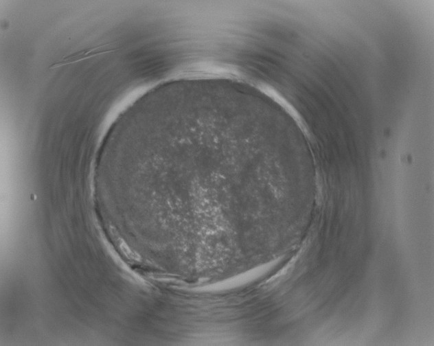 X0000065261477200603131150