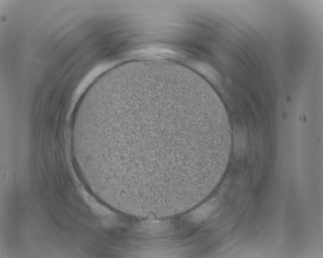 X0000065261478200603131150