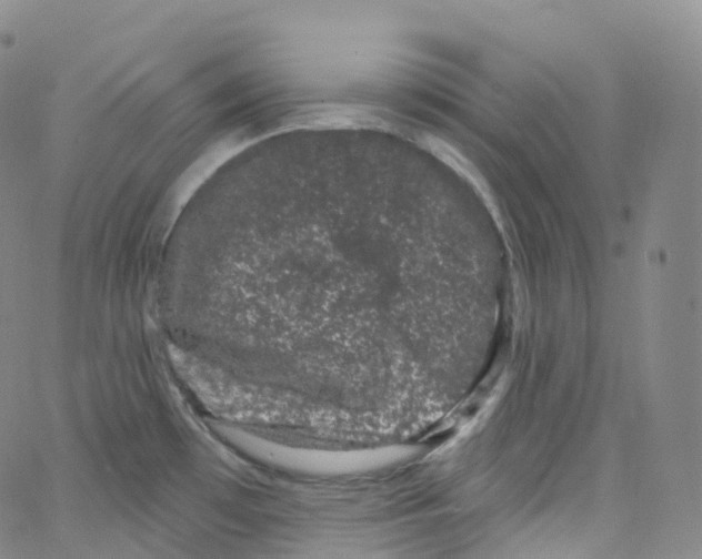 X0000065261481200603131150