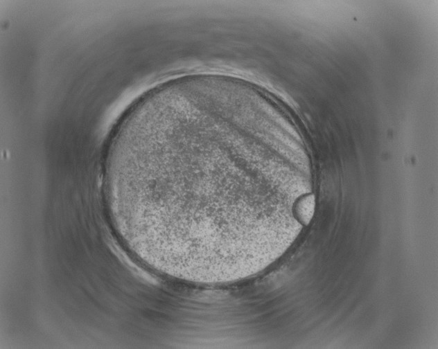 X0000065261503200603131149