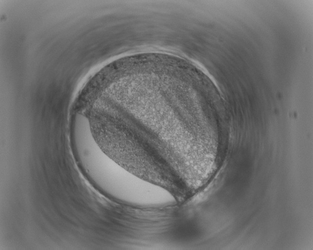 X0000065261508200603131149