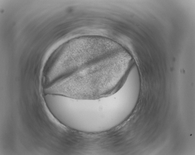 X0000065261528200603131150