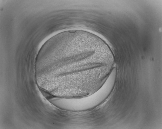 X0000065261534200603131150