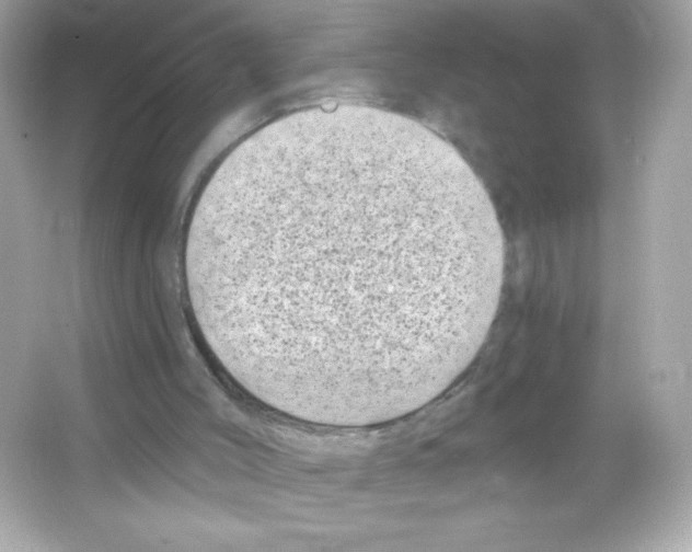 X0000065260004200603172242