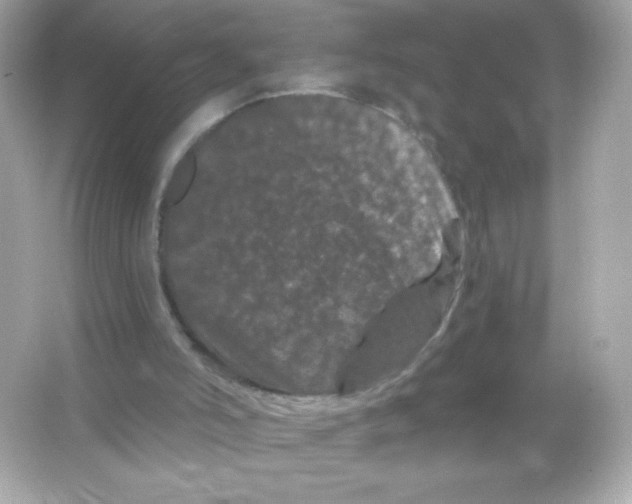 X0000065260006200603172242