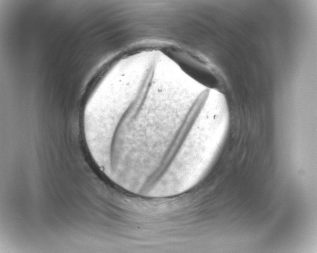 X0000065260015200603172242