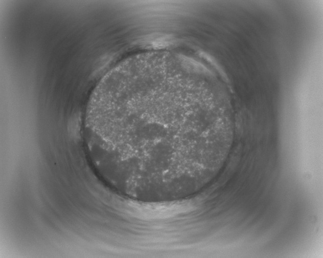 X0000065260018200603172242