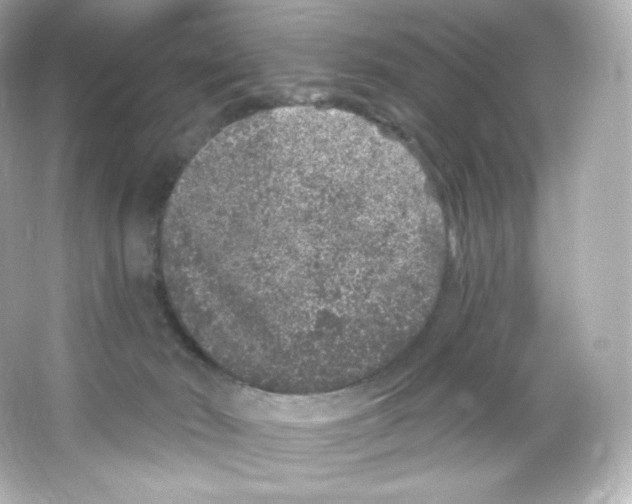 X0000065260030200603172242