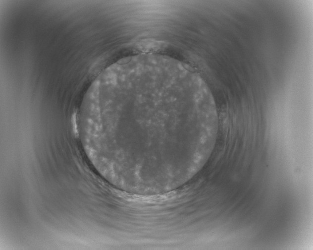 X0000065260042200603172242