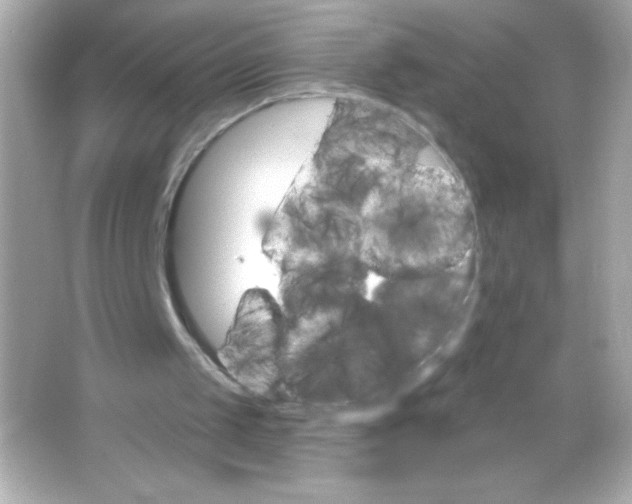 X0000065260049200603172241