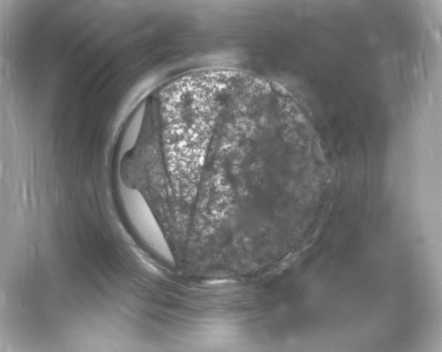 X0000065260053200603172241