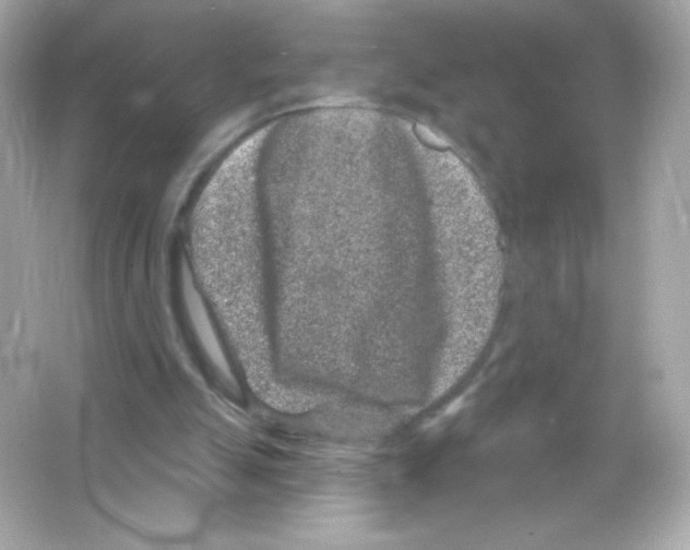 X0000065260055200603172241