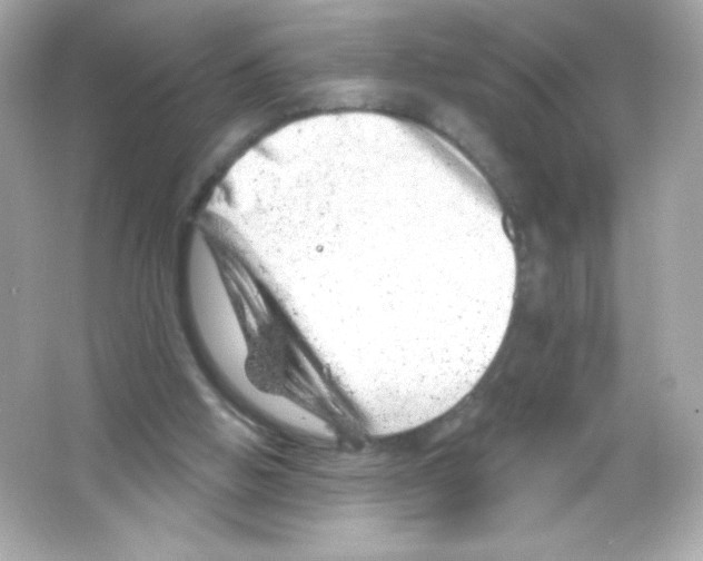 X0000065260058200603172241