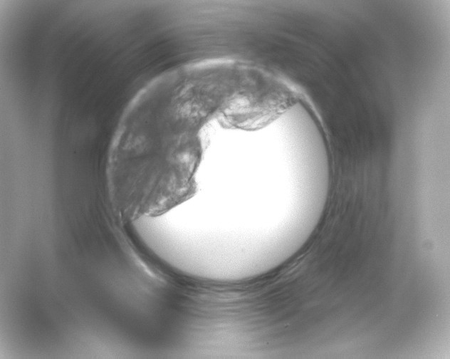 X0000065260061200603172241