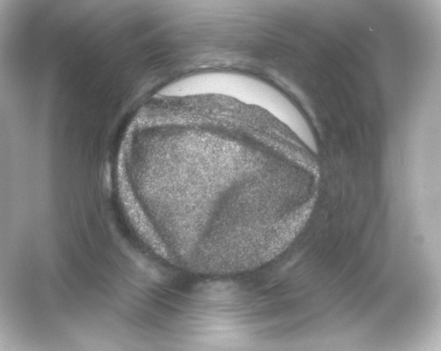 X0000065260067200603172241