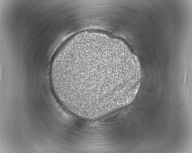 X0000065260098200603172241