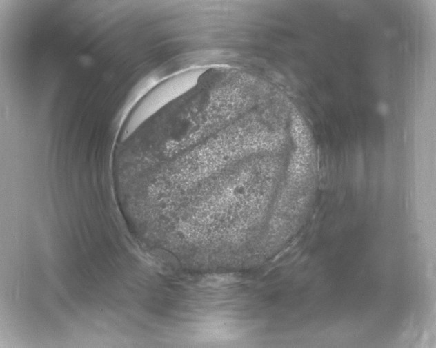 X0000065260099200603172241