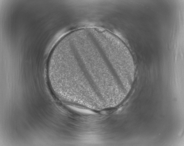 X0000065260103200603172241