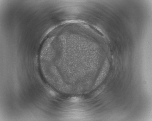 X0000065260111200603172241