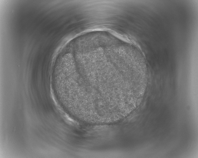 X0000065260145200603172239