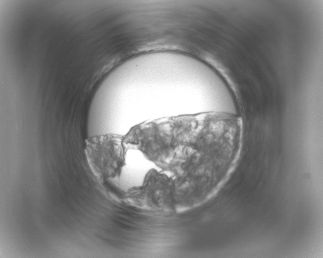 X0000065260153200603172239