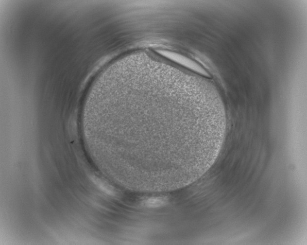 X0000065260155200603172239