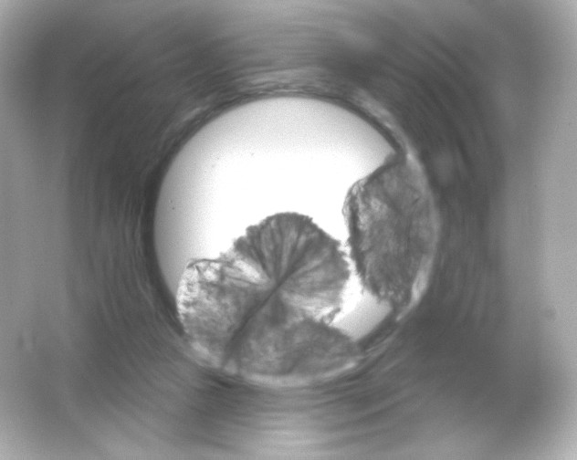 X0000065260161200603172239