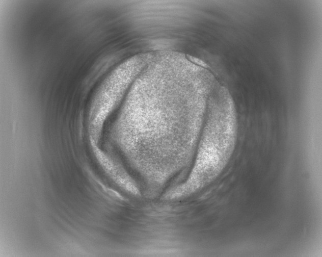 X0000065260194200603172239