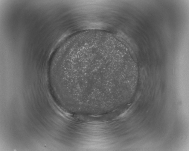 X0000065260203200603172239