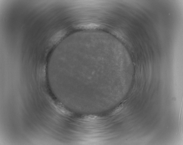 X0000065260206200603172239