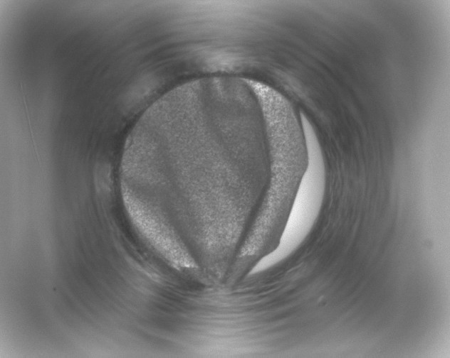 X0000065260211200603172239