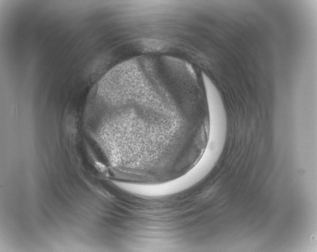 X0000065260215200603172239