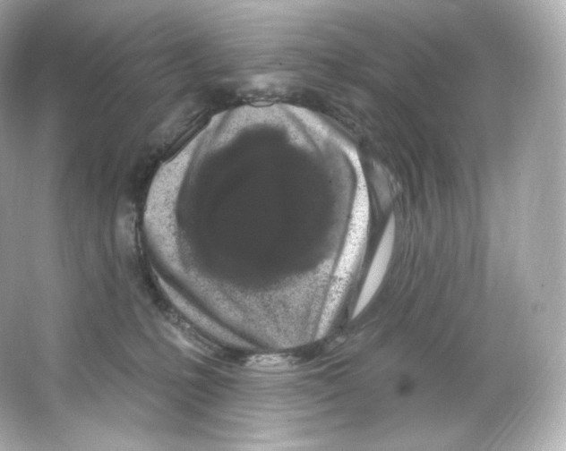 X0000065260231200603172239