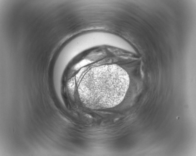 X0000065260252200603172238