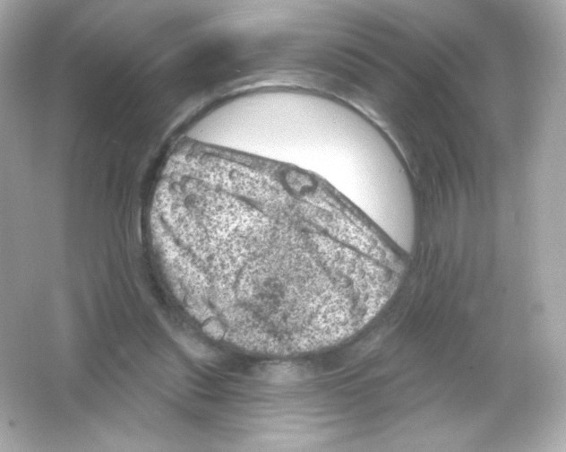 X0000065260253200603172238