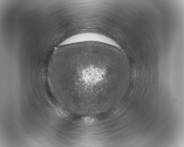 X0000065260272200603172238