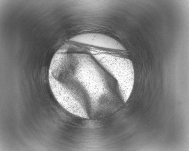 X0000065260273200603172238