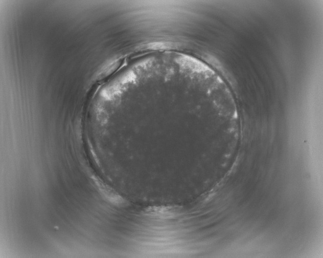 X0000065260297200603172237